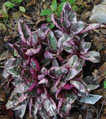 Join our friendly community that shares tips and ideas for gardens, along with seeds and plants. Houseplants Forum My Purple Waffle Plants Garden Org