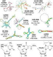 @ em location system prototype and. Lifestyle Modifications Coordinating The Trna Epitranscriptome With Codon Bias To Adapt Translation During Stress Responses Genome Biology Full Text
