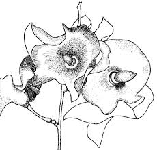 Image result for Sarcophrynium schweinfurthianum