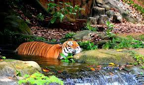 We did not find results for: Melaka Zoo Durian Runtuh Deals Drops Ticket Price To Rm5 Liveatpc Com Home Of Pc Com Malaysia