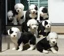Olde English Sheepdog Puppies for Sale from Reputable Dog ...