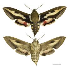 Image result for Hylebates