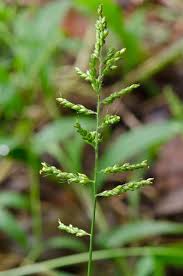 Image result for Setaria restioidea