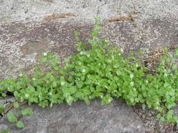 Image result for Stellaria  media