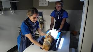 Medical instruments like pacemakers and markup that overlap the lungs are masked with an. Veterinary Radiology Ultrasound In Staten Island Ny Pleasant Plains Animal Hospital
