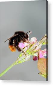 Image result for Bombus lapidarius