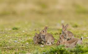 Chalet du lièvre (chalet), hannappes (france) deals. L Ebola Du Lapin Decime Des Milliers D Animaux Aux Etats Unis