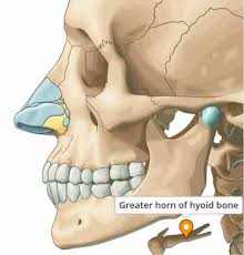 Image result for Hyoid Bone