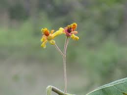 Image result for Grewia trichocarpa