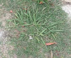 Image result for Paspalum
