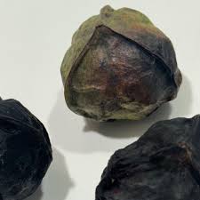 Image result for Vernicia montana