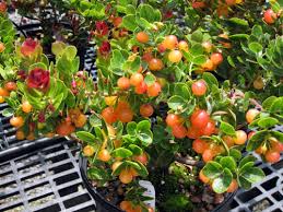 The department collects information on the number of workers and wages for a week in january, april, july, and october. Extra Care For Ohelo Bears Exquisite Fruit Honolulu Star Advertiser