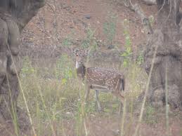 Achanakmar Wildlife Sanctuary Wikipedia Get the list and detail information. wikipedia