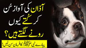 Why Do Dogs Cry When They Hear The Call To Prayer Azan Ki Awaz Sun K Kuty Q Roty Farman E Nabvi Youtube