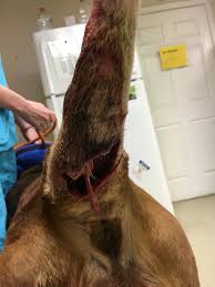 My brown recluse bite required a prescription of antibiotics (amoxicillin), and my doctor instructed home care which consisted of dousing the. Brown Recluse Bite Warning Graphic Photos M M Bloodhounds