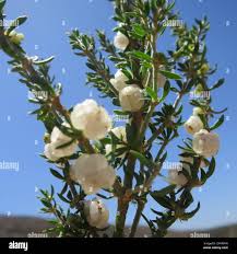 Image result for Pollichia