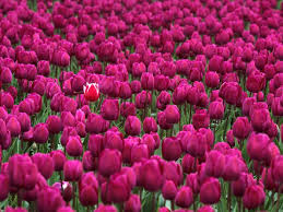 Tulips reproduce with seeds in the wild by scattering the seeds at the end of the flowering season. How Do Tulips Multiply In Nature And In The Country