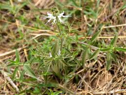 Image result for Ocimum filamentosum