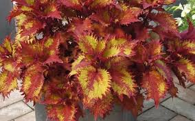 Deer resistant plant charts catagorized by deer preference, plant type, latin and common names. Coleus Sun Coleus Painted Nettle Our Plants Kaw Valley Greenhouses