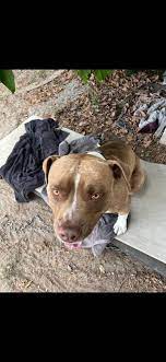 Dog needs forever home in California
