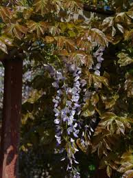 What month does wisteria bloom? Wisteria Sinensis Texas Purple Blauwe Regen De Tuinen Van Appeltern