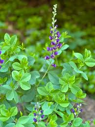 Image result for Indigofera longistaminata