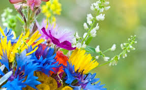 Download Why Bees Biodiversity Benefit From Indigenous Wildflowers