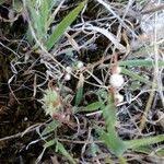 Image result for Cuscuta planiflora