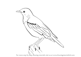 Learn How To Draw A Starling Birds Step By Step Drawing Tutorials Drawings Animal Silhouette Bird Silhouette