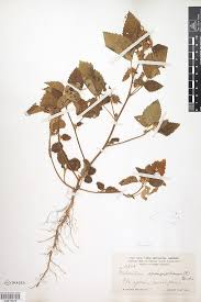 Image result for Malvastrum coromandelianum