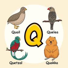 Cute Animals Alphabet Letter Q In 2020 Animal Alphabet Letters Animal Alphabet Cute Animals