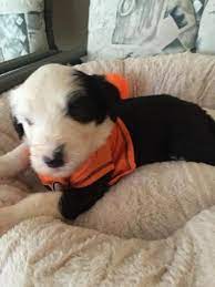 The cost of advertising your pets locally and through nationwide venues can strain your budget. Affordable Puppies Old English Sheepdog For Sale In Riverside California Classified Americanlisted Com
