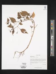 Image result for Impatiens runssorensis