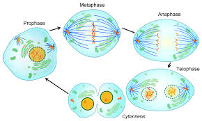 Cytokinesis typically occurs at the end of mitosis, after telophase, but the two are independent processes. Cell Cycle Notes 9 1