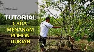Selain modal membeli bibit musang king, ia tidak termasuk. Cara Tanam Durian Musang King Bibit Unggul