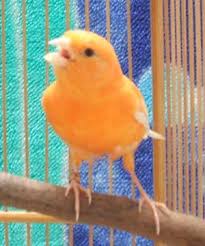 Check spelling or type a new query. Kenari Merah Superlangka Mania Burung Kenari