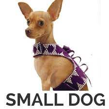 Pin On Italian Greyhound