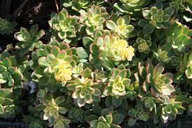 Enthusiasts love their geometric forms and exquisite, often intricate patterns and details. This Shade Tolerant Succulent Grows Well In Either Partial Or Full Shade With Margins A Cream Color In The Drought Tolerant Garden Dry Shade Plants Succulents