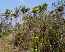 Image result for Phymaspermum