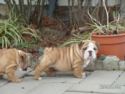 Find miniature bulldogs for sale on oodle classifieds. Gorgeous And Adorable Miniature English Bulldog Puppies For Sale Dogs Puppies For Sale In Pretoria Gauteng Africada Com Mobile 2426