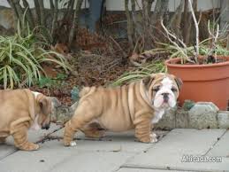 Find miniature bulldogs for sale on oodle classifieds. Gorgeous And Adorable Miniature English Bulldog Puppies For Sale Dogs Puppies For Sale In Pretoria Gauteng Africada Com Mobile 2426