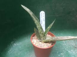 Image result for Aloe nuttii