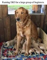 Dnd Memes Dog Ppiespu Funny Animal Memes Funny Animals Funny Dogs