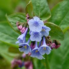 Mertensia virginica, commonly called virginia bluebells, is a native missouri wildflower that occurs statewide in moist, rich woods and river floodplains. Mertensia Virginica 160 Virginia Bluebells Boraginaceae