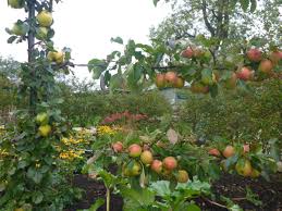 Also, apple trees from seed take longer to produce fruit. Gardening Is Your Apple Tree Blossoming The Northern Echo