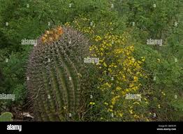 Image result for Janusia