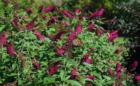 Either chemical fertilizers or organic. How To Plant Grow Prune Non Invasive Butterfly Bushes Garden Design