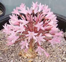 Image result for Brunsvigia