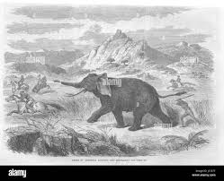 Hunt elephants elephant hunt in hi-res ...