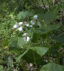Closest parking west of the closed bridge is at colemanville church rd. Susquehanna Trillium Show At Shenk S Ferry